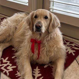 Meet your Posher, Bridget